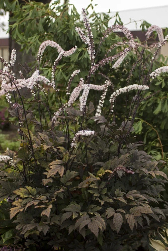 Pluskwica, Świecznica prosta Black Negligee Actaea simplex