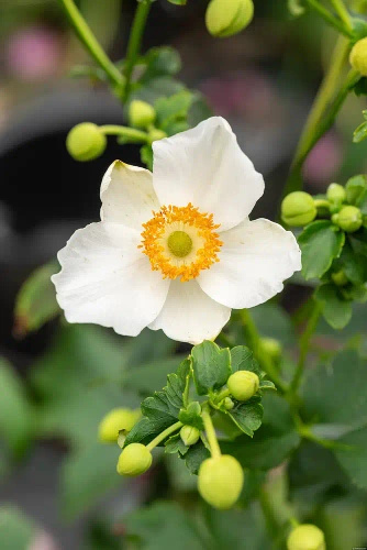 Zawilec Summer Breeze Snow Anemone Hybrida