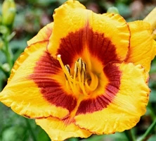 Liliowiec Black Eyed Stella Hemerocallis 1l