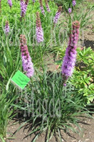 Liatra Kłosowa Kobold Liatris Spicata 1l