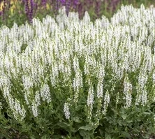 Szałwia omszona Alba (Adrian) Salvia nemorosa