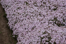 Floks szydlasty Amazing Grace Phlox subulata 9