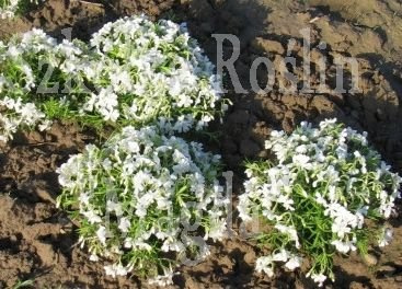 Floks szydlasty Calvides White Phlox subulata 9
