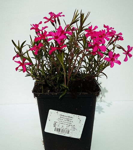 Floks szydlasty Atropurpurea Phlox subulata 9