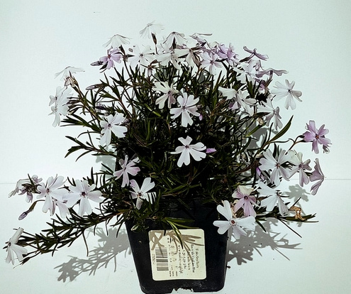 Floks Szydlasty Emerald Cushion Blue  Phlox subulata 9