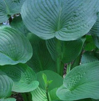 Funkia Jurassic Park Hosta