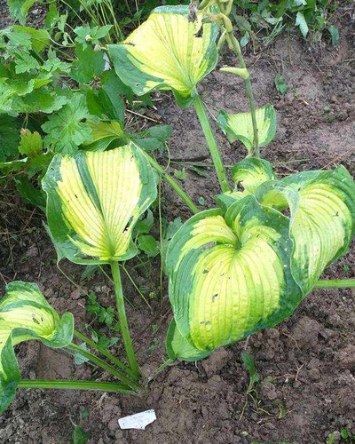 Funkia Color Glory Hosta  2l