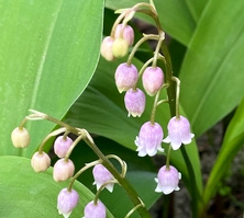 Konwalia majowa Rosea Convallaria majalis