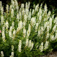 Szałwia omszona Salute White Salvia nemorosa 9
