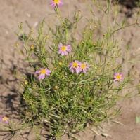 Nachyłek różowy American Dream Coreopsis rosea 9