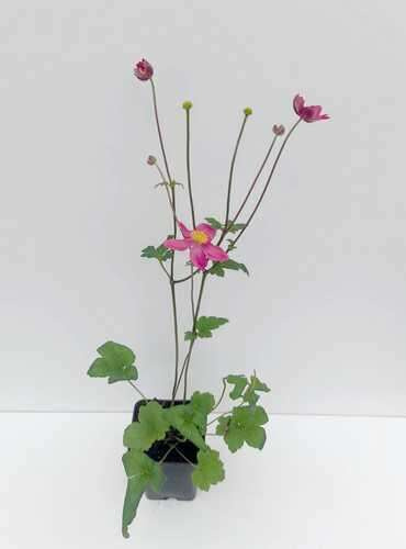 Zawilec Summer Breeze Vibrant Pink Anemone Hybrida 9