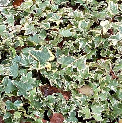 Bluszcz pospolity Yellow Ripple Hedera helix 1l