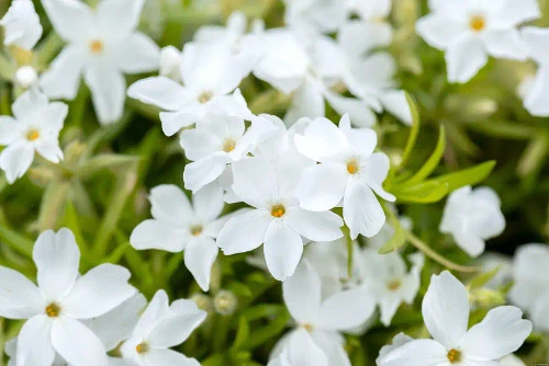 Floks Szydlasty White Delight Phlox subulata