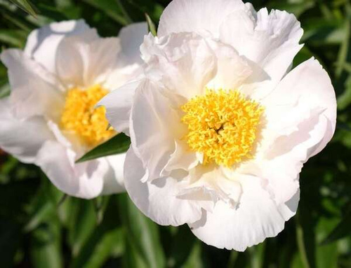 Piwonia Krinkled White Peonia (Paeonia) 2-3l