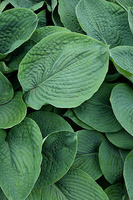 Funkia Elegans Hosta 1-2l