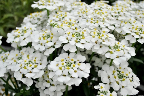 Ubiorek wiecznie zielony Masterpiece Iberis sempervirens