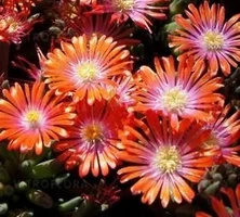 Delosperma Jewel of Desert Sunstone Delosperma cooperi 