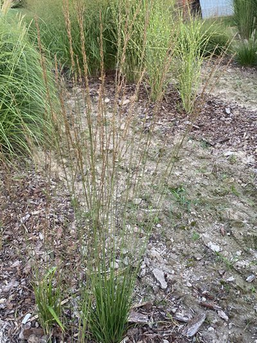 Trzęślica modra Heidezwerg Molinia caerulea 9