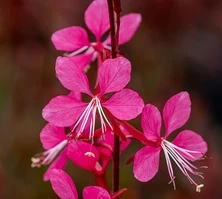 Gaura Tutti Frutti Gaura lindheimeri