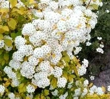 Tawuła nippońska Gerlver Rainbow Spiraea nipponica 9-1l