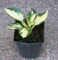 Funkia Paul Revere Hosta 2l