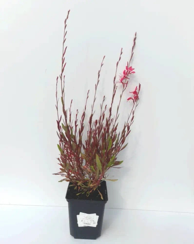 Gaura Tutti Frutti Gaura lindheimeri