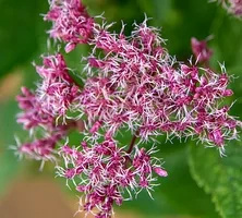 Sadziec Eureka Eupatorium 