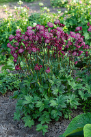 Jarzmianka Astra Red Astrantia hybrida 0,5l - 1l
