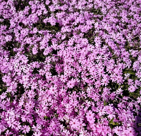 Floks szydlasty Fort hill Phlox subulata