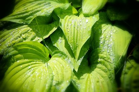 Funkia Sharmon Hosta 1 - 2l