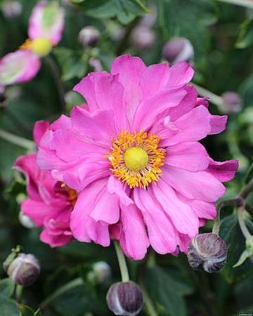 Zawilec Japoński Margarete Anemone Hupehensis