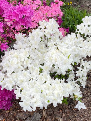 Azalia japońska Schneesturm Azalea japonicum 1l