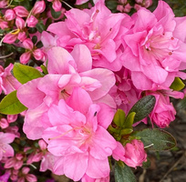 Azalia japońska Rokoko  Azalea japonicum 11