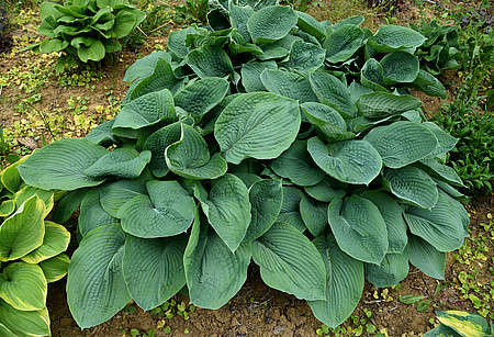 Funkia Elegans Hosta