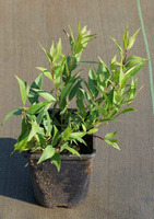 Żylistek Wysmukły Nikko Deutzia Gracilis 1l