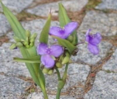 Trzykrotka ogrodowa Zwanenburg Blue Tradescantia Andersoniana 9