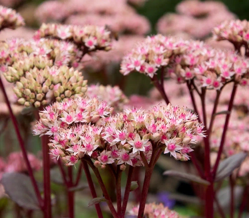 Rozchodnik wielki Matrona Sedum telephium