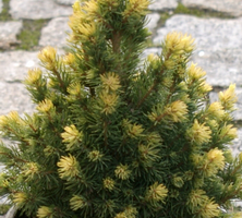 Świerk biały Rainbow's End Picea Glauca 9-1l