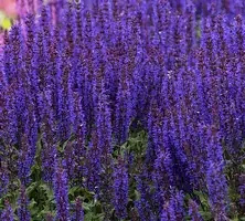 Szałwia omszona Noche Salvia nemorosa