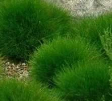 Kostrzewa Zielona, Niedźwiedzie Futro Pic Carlit Festuca Gautieri