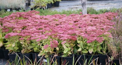 Rozchodnik wielki Herbstfreude Sedum telephium