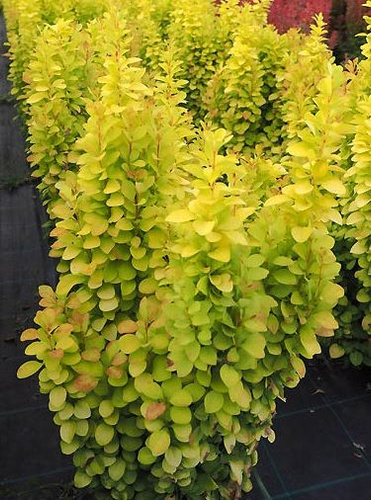 Berberys Thunberga Sunbeam Berberis Thunbergii 05-1l