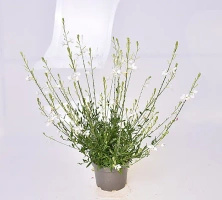 Gaura Snowbird Gaura lindheimeri 1l
