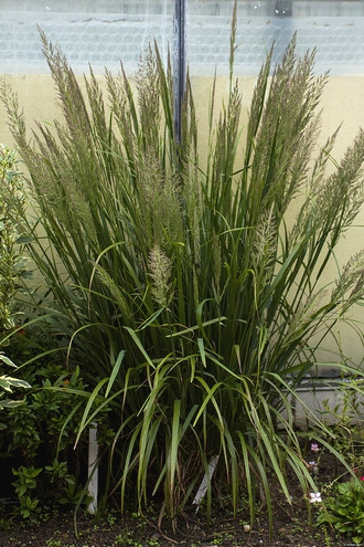 Trzcinnik krótkowłosy Calamagrostis brachytricha 1l