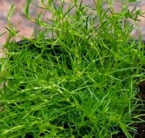 Karmnik ościsty Green Moos Sagina subulata 9