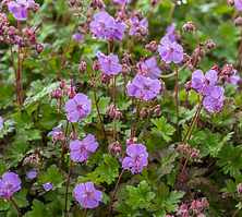 Bodziszek kantabryjski Karmina Geranium cantabrigiense 