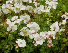 Bodziszek dalmatyński Alba Geranium dalmaticum