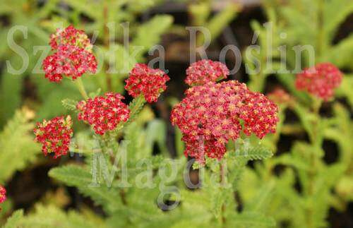Krwawnik Paprika Achillea Millefolium 1l