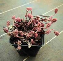 Rozchodnik ościsty Blue Spruce Sedum refleksum (rupestre) 9