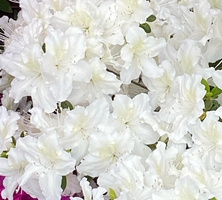 Azalia japońska Schneesturm Azalea japonicum 1l